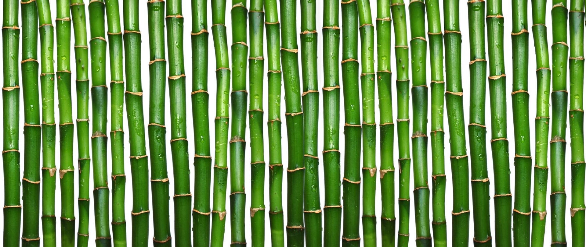 bamboo_texture1595.jpg